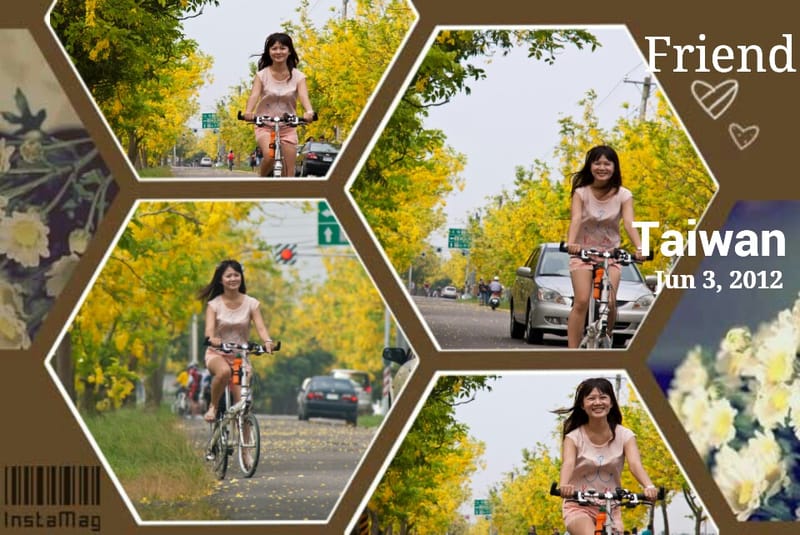 季節限定｜六月限定．黃金阿勃勒外拍日誌(嘉義+台南黃金阿勃勒景點)