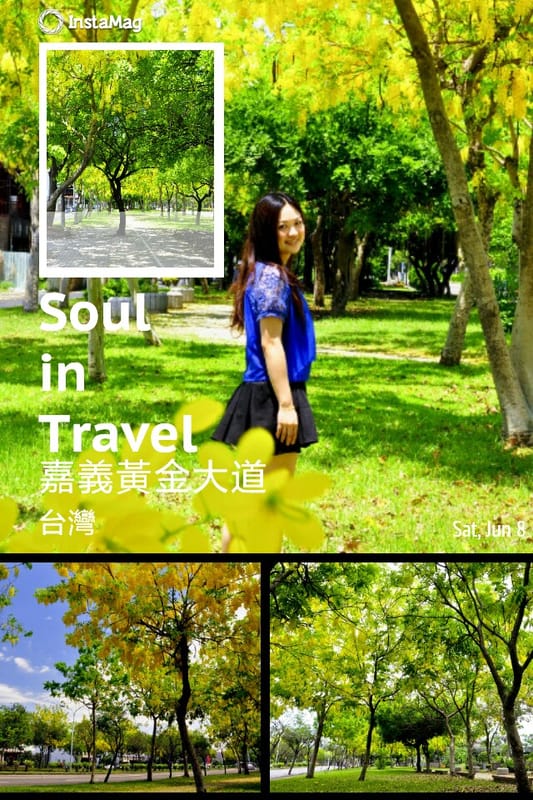 季節限定｜六月限定．黃金阿勃勒外拍日誌(嘉義+台南黃金阿勃勒景點)