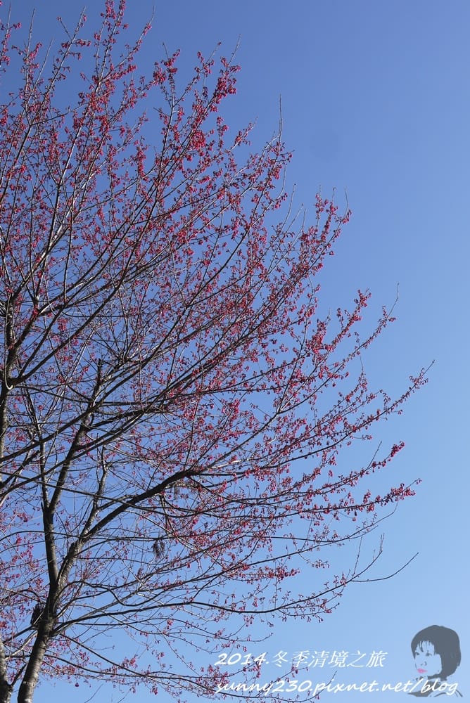 2014.冬季清境之旅-part2-32.JPG