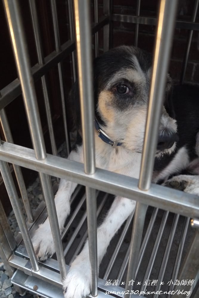 嘉義 這裡20130622-31.JPG