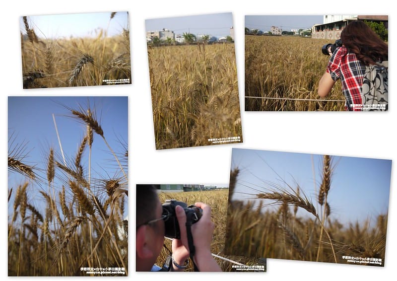 台中幫麥田趣 (12)