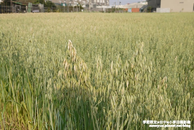 台中幫麥田趣87