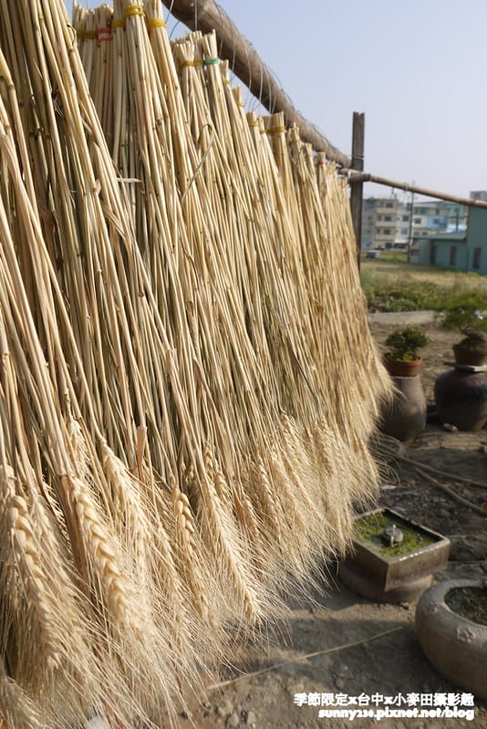 台中幫麥田趣81