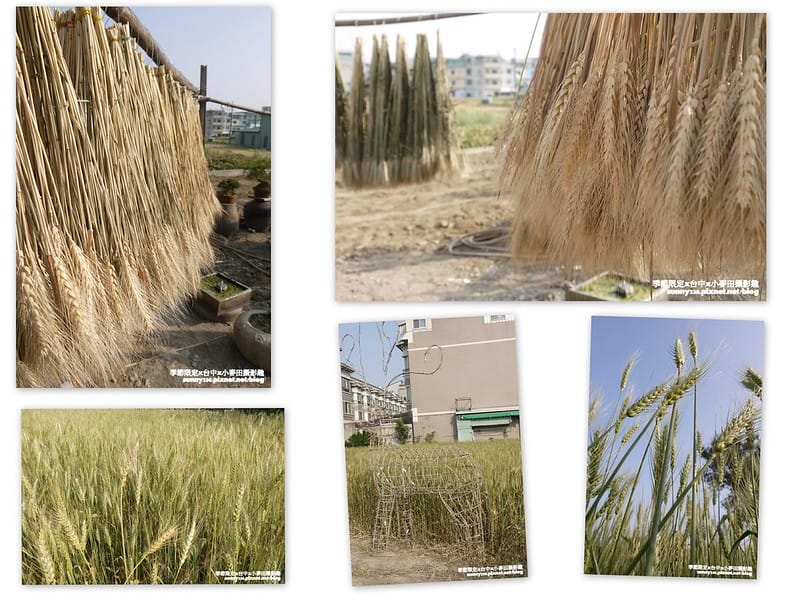 台中幫麥田趣 (2)