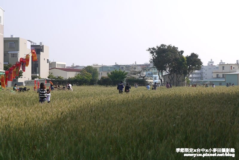 台中幫麥田趣38