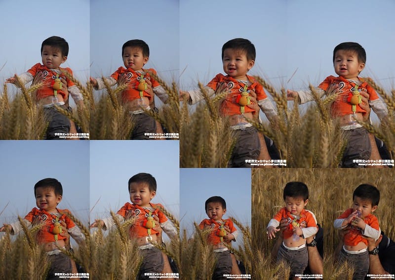 台中幫麥田趣 (7)