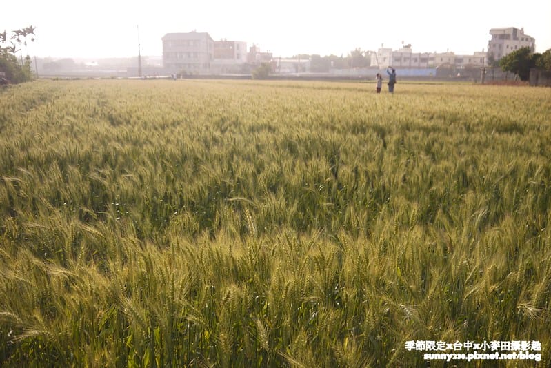 台中幫麥田趣109