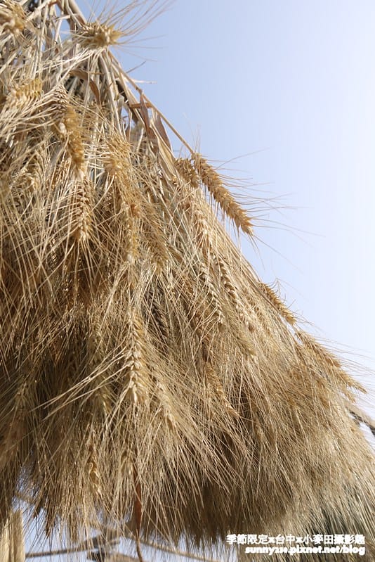 台中幫麥田趣75