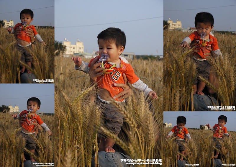 台中幫麥田趣 (5)