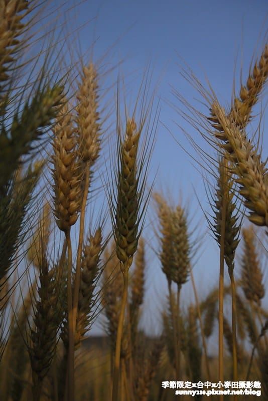 台中幫麥田趣183