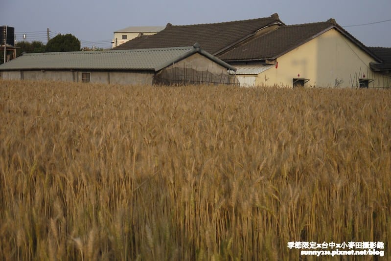 台中幫麥田趣186