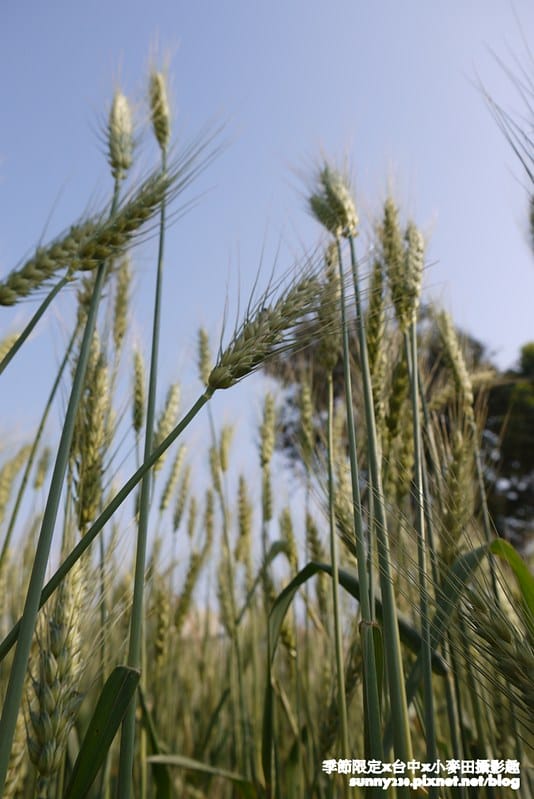 台中幫麥田趣47