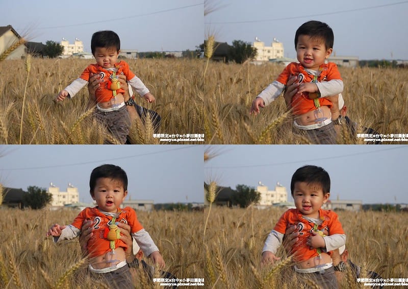 台中幫麥田趣 (8)