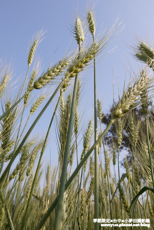 台中幫麥田趣46