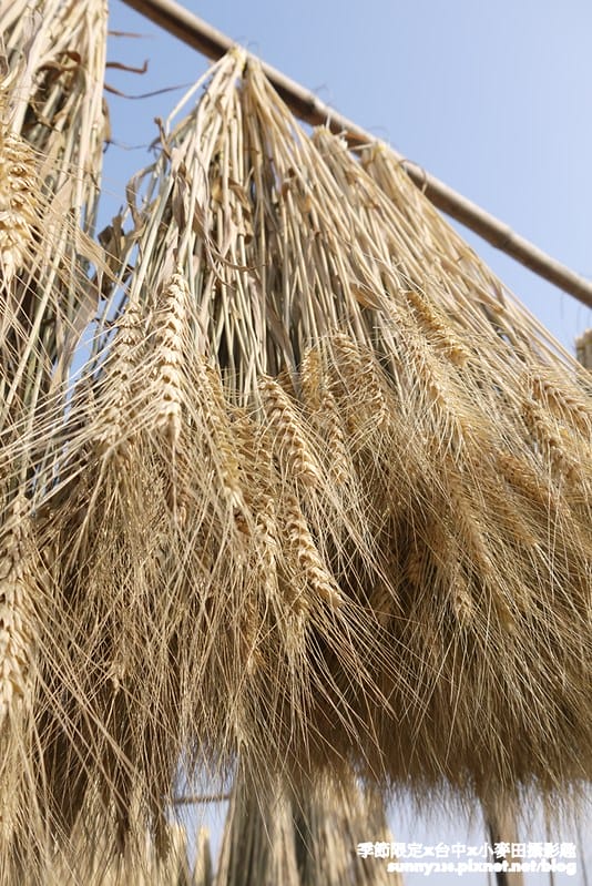 台中幫麥田趣72