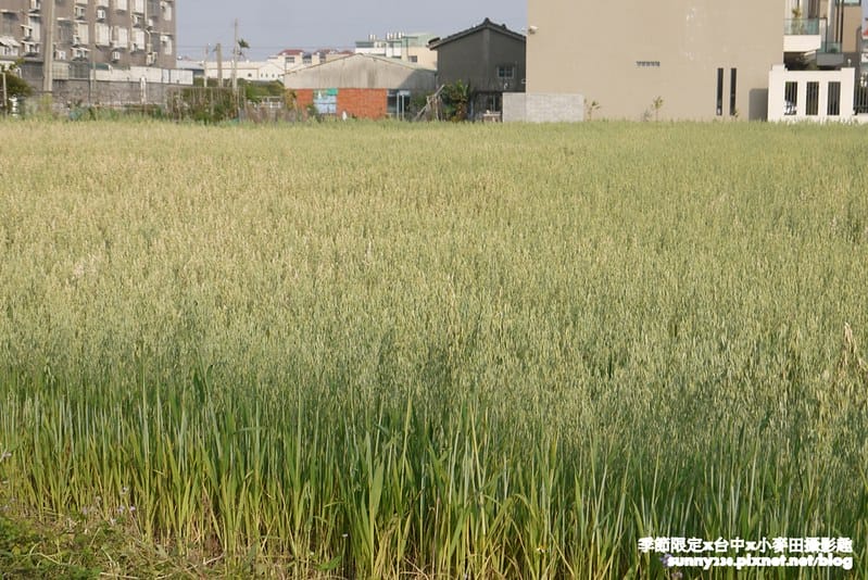 台中幫麥田趣84