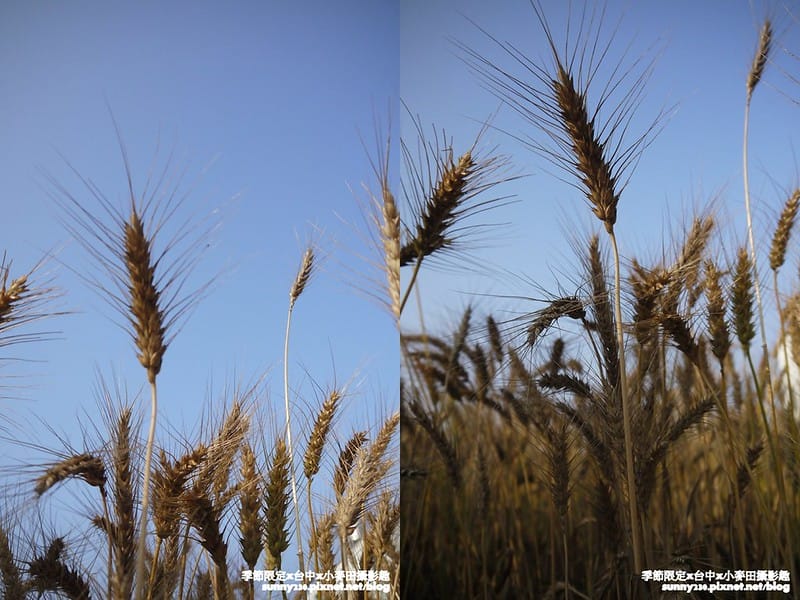台中幫麥田趣 (13)