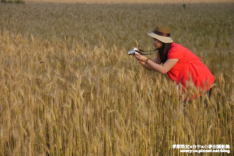 台中幫麥田趣182