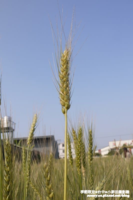 台中幫麥田趣48