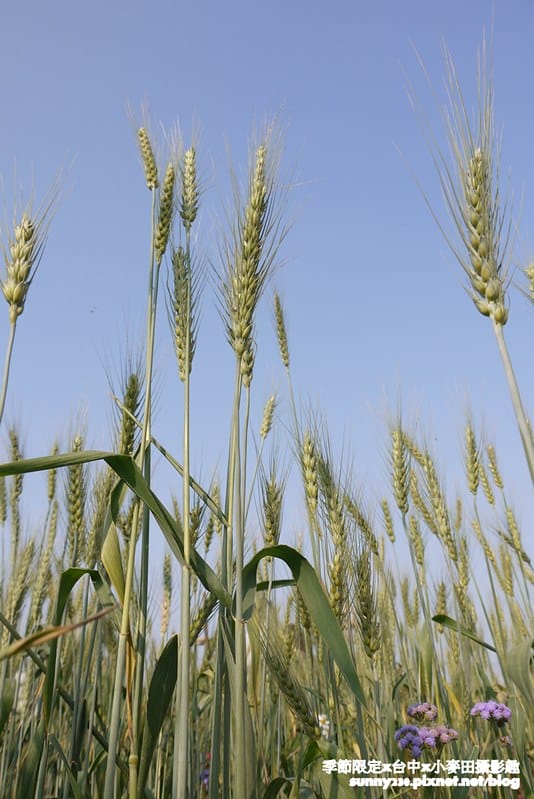 台中幫麥田趣50