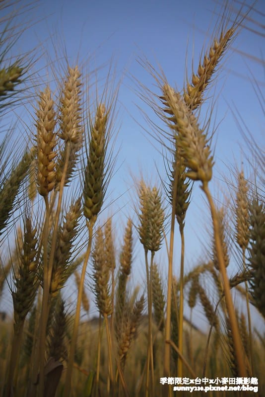 台中幫麥田趣184