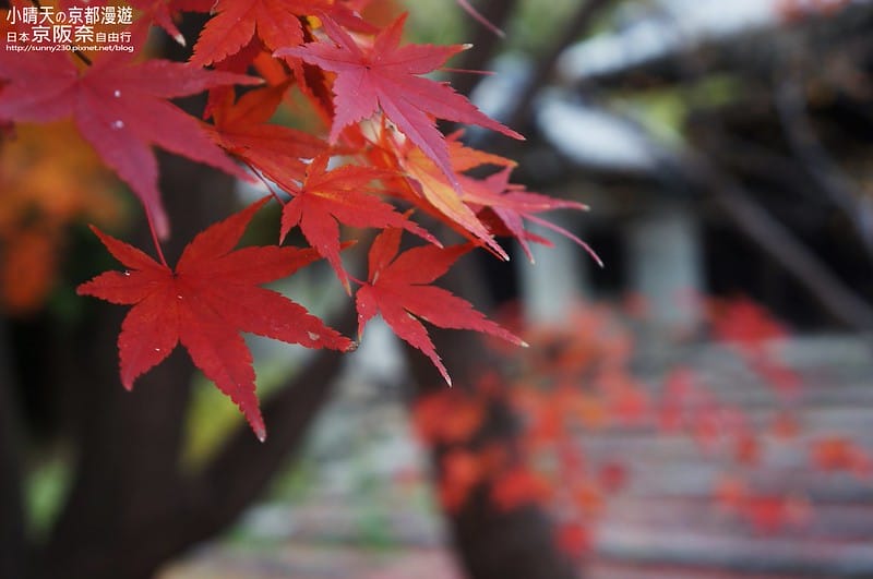 日本京阪奈自由行｜Day4