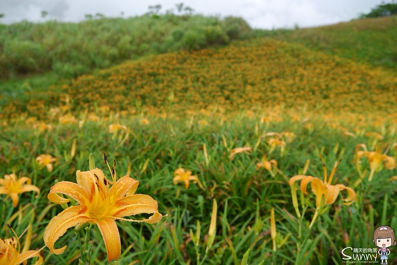2016花蓮.六十石山金針花