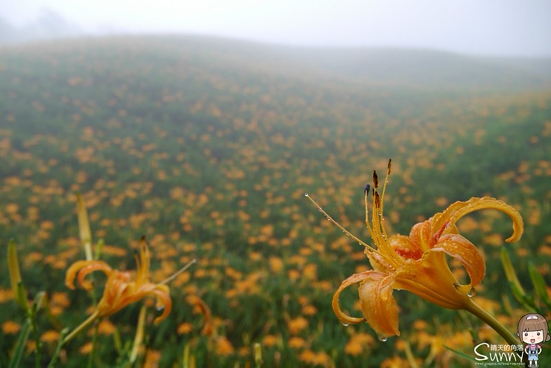 2016花蓮.六十石山金針花