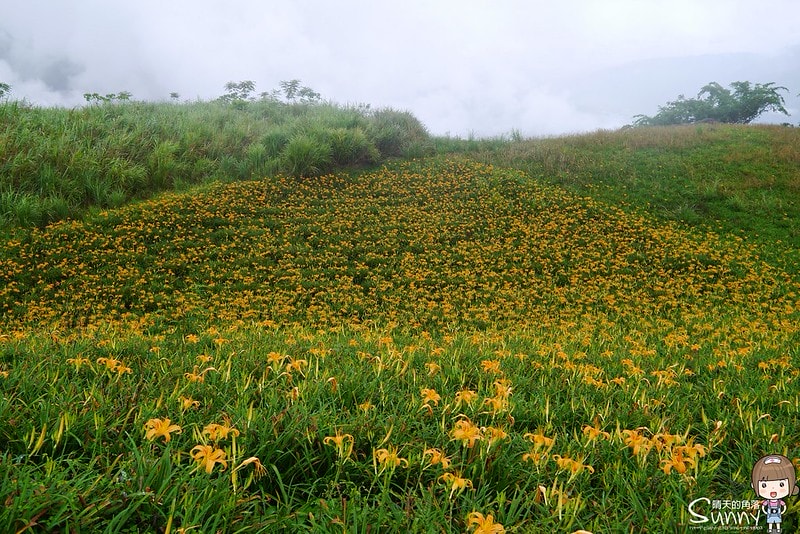 2016花蓮.六十石山金針花