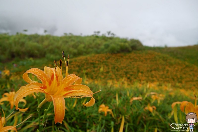 2016花蓮.六十石山金針花