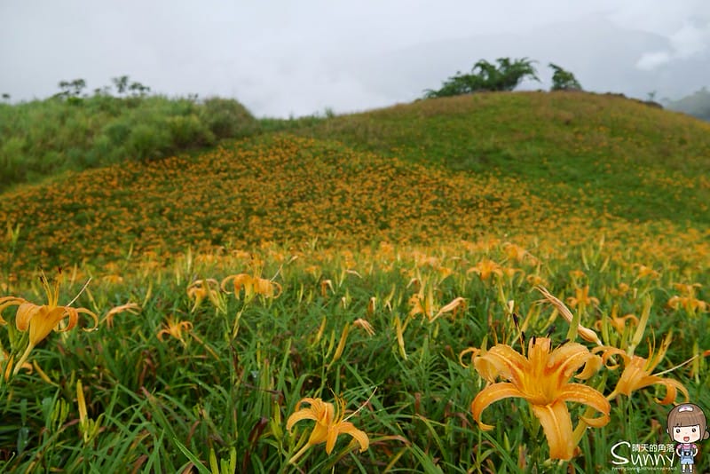 2016｜花蓮．六十石山金針花