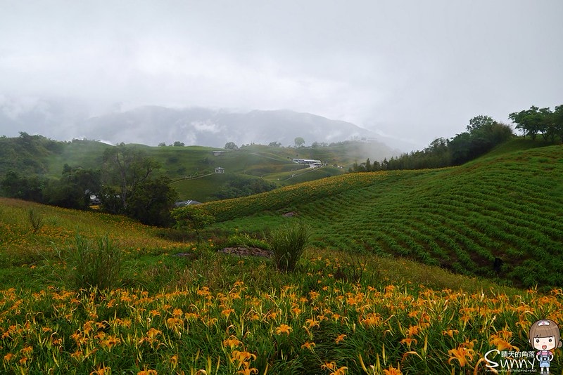 2016花蓮.六十石山金針花