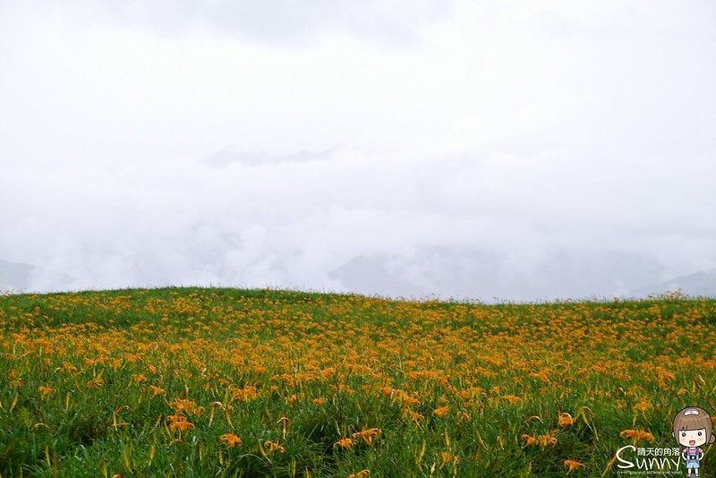 2016花蓮.六十石山金針花