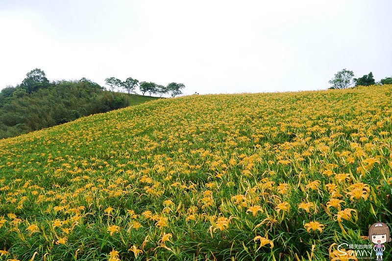 2016花蓮.六十石山金針花