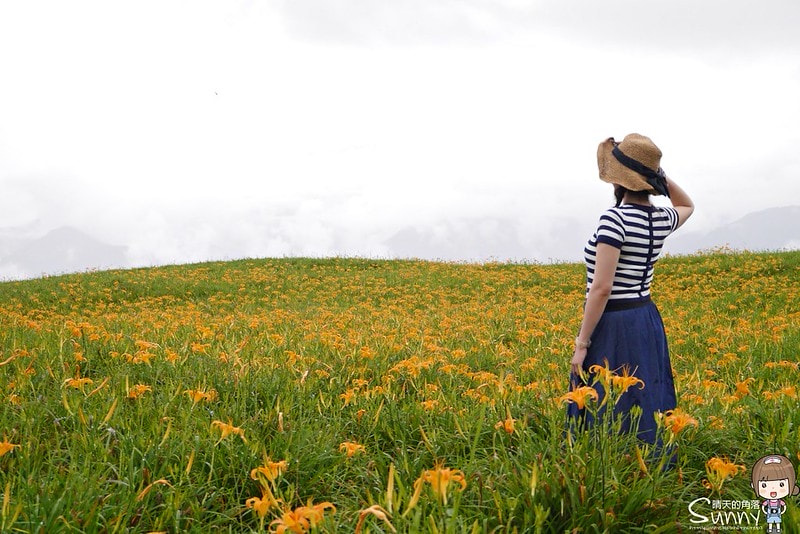 2016花蓮.六十石山金針花