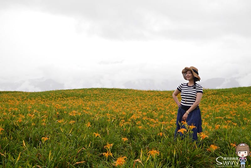 2016｜花蓮．六十石山金針花