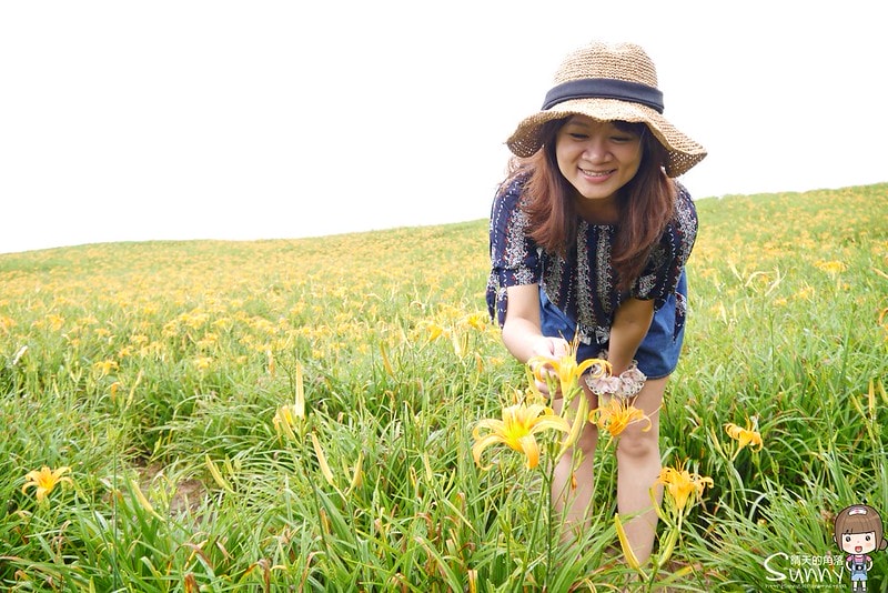 2016花蓮.六十石山金針花