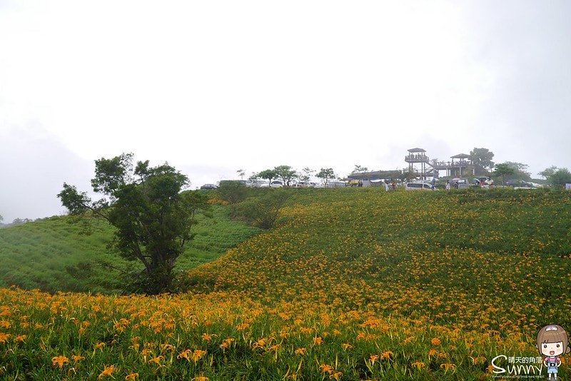 2016花蓮.六十石山金針花