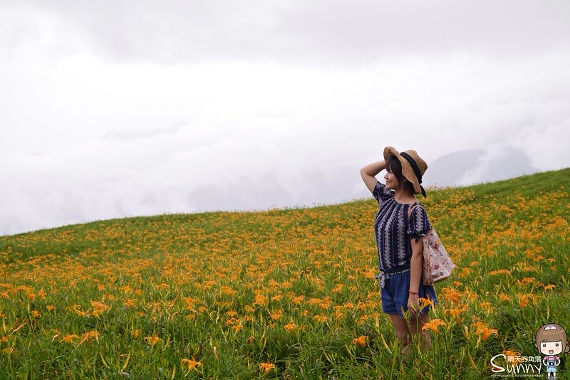 2016花蓮.六十石山金針花