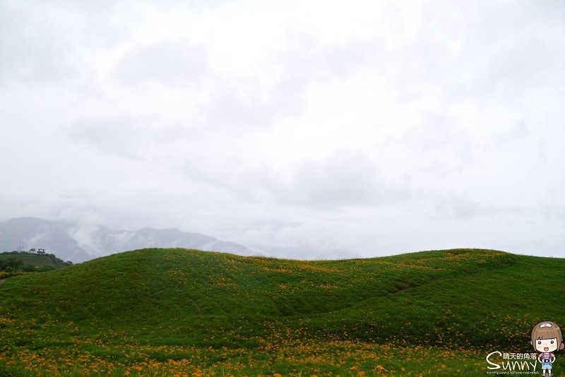 2016花蓮.六十石山金針花
