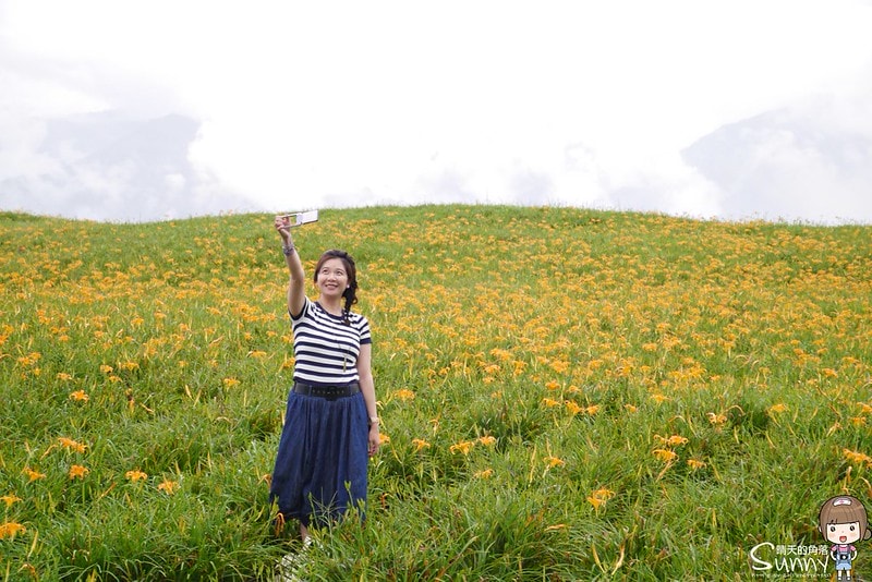 2016花蓮.六十石山金針花