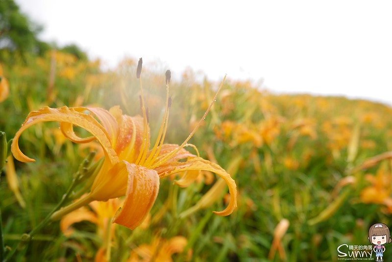 2016花蓮.六十石山金針花