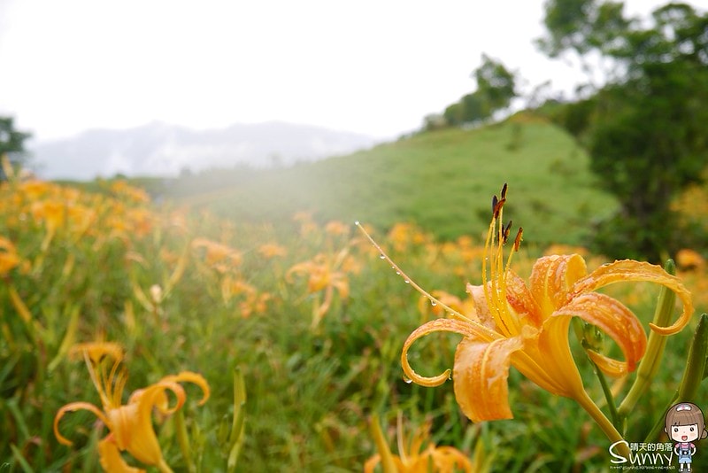 2016花蓮.六十石山金針花