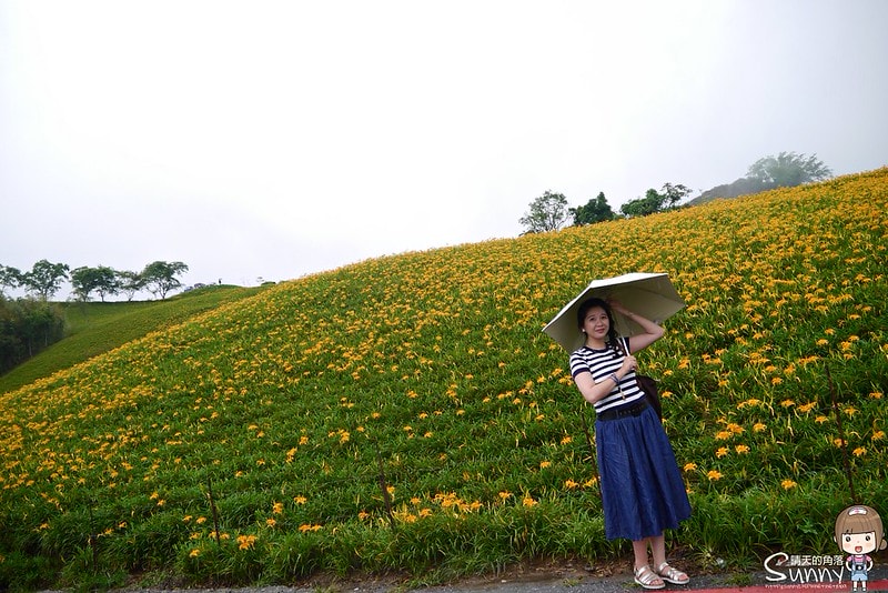 2016花蓮.六十石山金針花