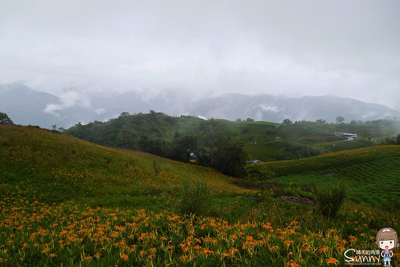 2016｜花蓮．六十石山金針花
