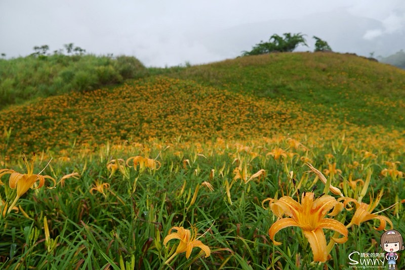 2016花蓮.六十石山金針花