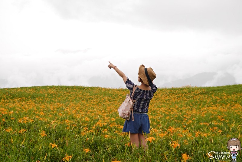 2016花蓮.六十石山金針花