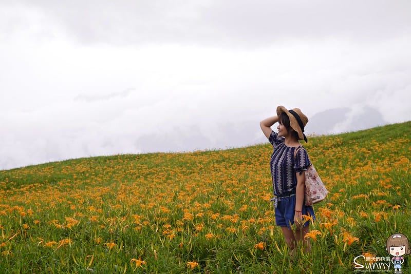 2016｜花蓮．六十石山金針花