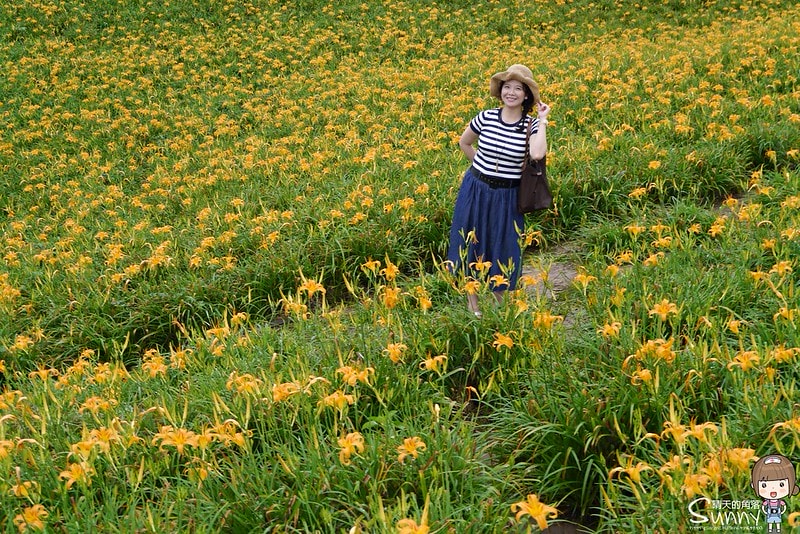 2016花蓮.六十石山金針花