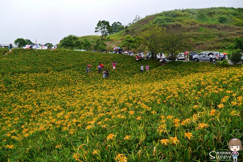 2016｜花蓮．六十石山金針花